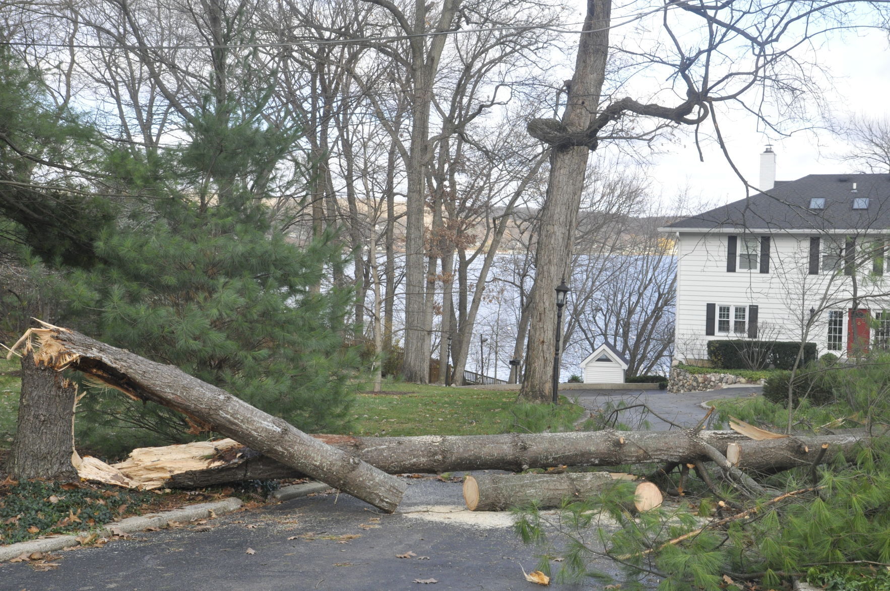 Indian Hills downed tree